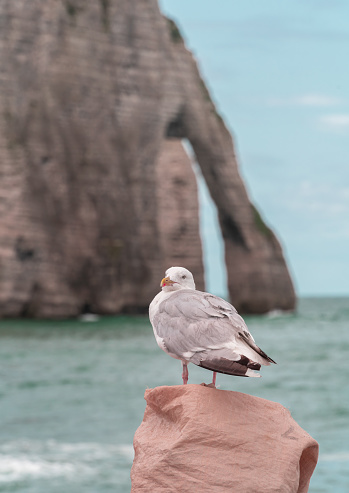 Seagull in Etretat, sitting in front of famous cliff with arch