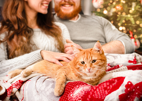 happy young couple and ginger cat lying on the sofa, covered with a blanket