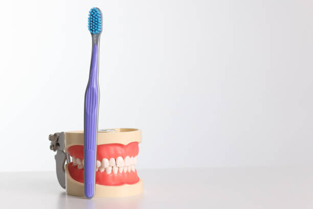 istock Toothbrush and artificial jaw with white teeth on white background 1350501352