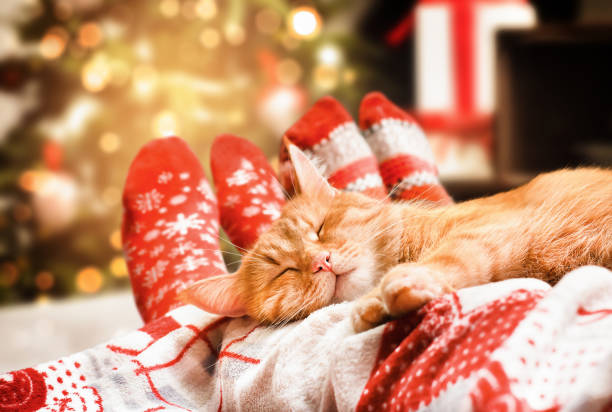 ginger cat sleeping at the feet - 毛氈 圖片 個照片及圖片檔