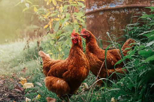 Beautiful red hens walking free on farmyard. Countryside life. Autumn colors. Careful attitude to animals. Free walking. Raising poultry. Looking directly to the camera.