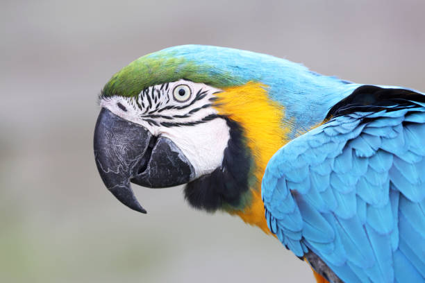 istock Blue-and-yellow macaw (Ara ararauna) parrot close up portrait 1350503398