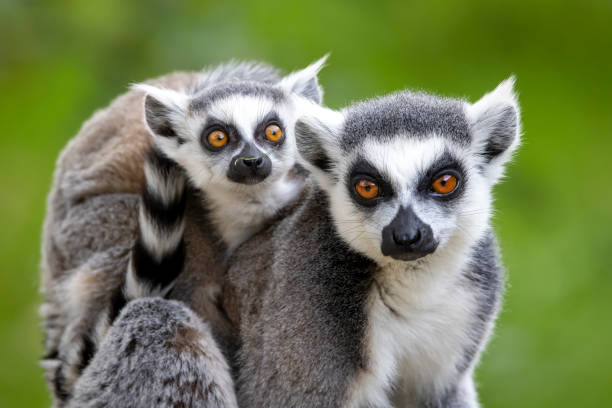 Ring-Tailed lemurs (Lemur catta) close up image Ring-Tailed lemurs (Lemur catta) close up image lemur catta stock pictures, royalty-free photos & images