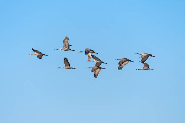 A Group of Sandhill Cranes in Flight A Group of Sandhill Cranes in Flight Near Kearney, Nebraska kearney nebraska stock pictures, royalty-free photos & images