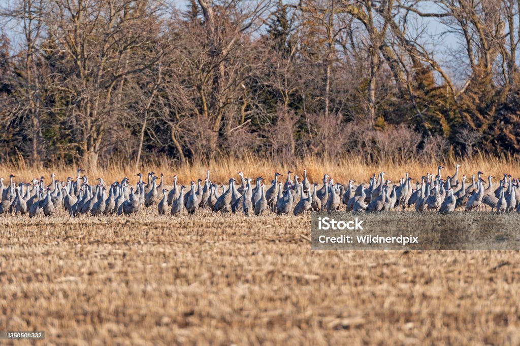 Large Group of Cranes Resting During Migration Large Group of Cranes Resting During Migration near Kearney, Nebraska Kearney - Nebraska Stock Photo