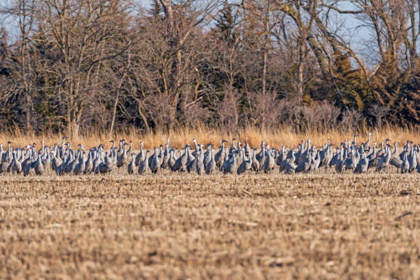Large Group of Cranes Resting During Migration Large Group of Cranes Resting During Migration near Kearney, Nebraska kearney nebraska stock pictures, royalty-free photos & images