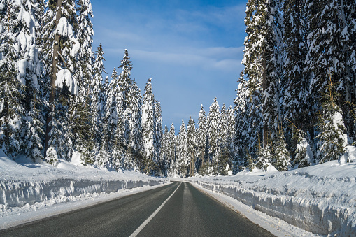 Photo of a road going through a pine forest during a snowy winter.