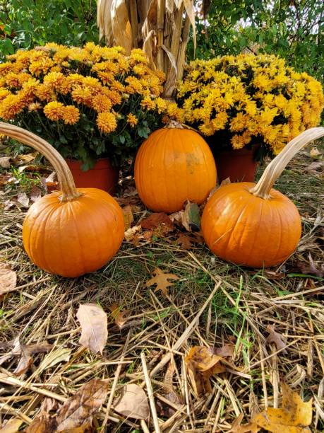 istock Three little pumpkins in a garden 1350505736