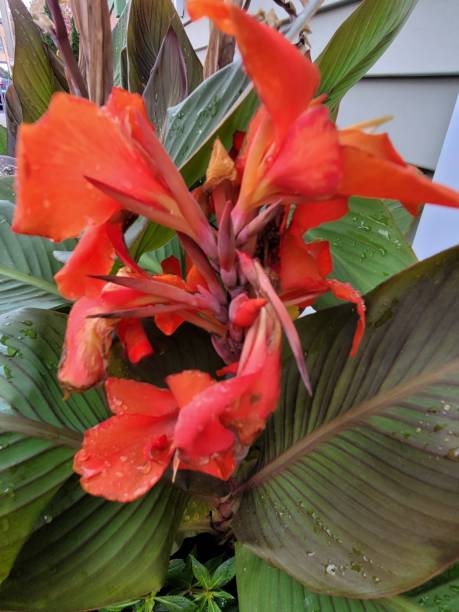 istock Red flowers in huge green leaves 1350505754