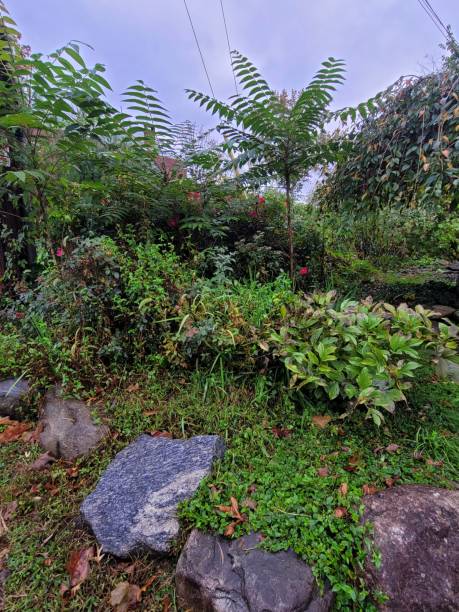 istock Green leafy foliage and rocks 1350505794
