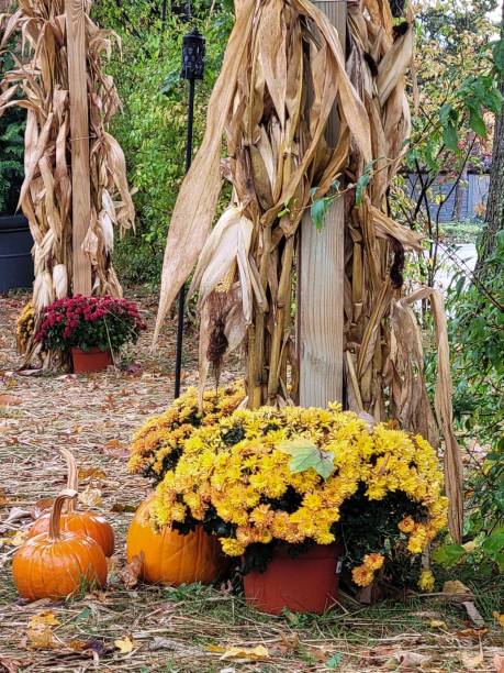 istock Pumpkins, chrysanthemums and cornstalks 1350506271