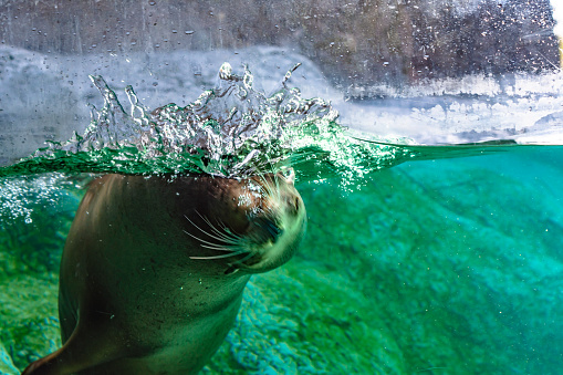 Motion of sea lion swimming underwater.