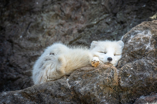 Arctic fox is sleeping on the rock.The Arctic fox, also known as the white fox is a small fox native to the Arctic regions of the Northern Hemisphere.