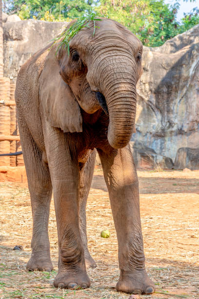 istock African Elephant eating a coconut and grass on its head. 1350508790