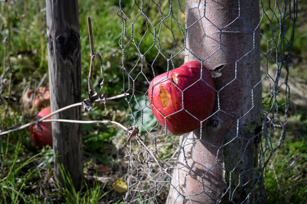 Rotting fallen apple with worm hole caught between wire mesh and tree trunk in orchard during Autumn time.