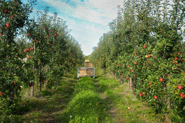 istock Apple orchard in Autumn time ready for harvesting 1350509778