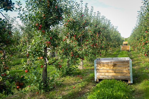 Apple orchard harvest. Red ripe apples ready to be picked and put into wooden fruit crates.