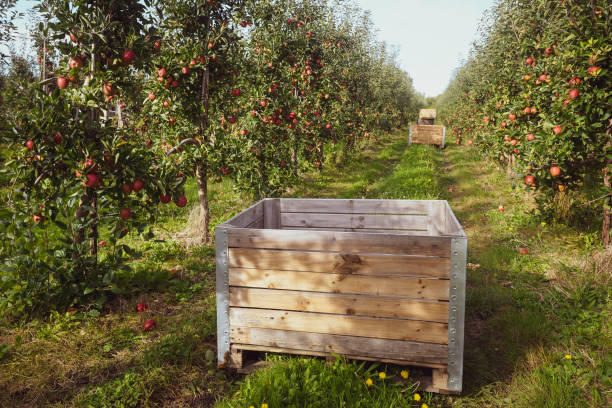istock Close up of empty fruit crate in apple orchard during harvest time 1350509802