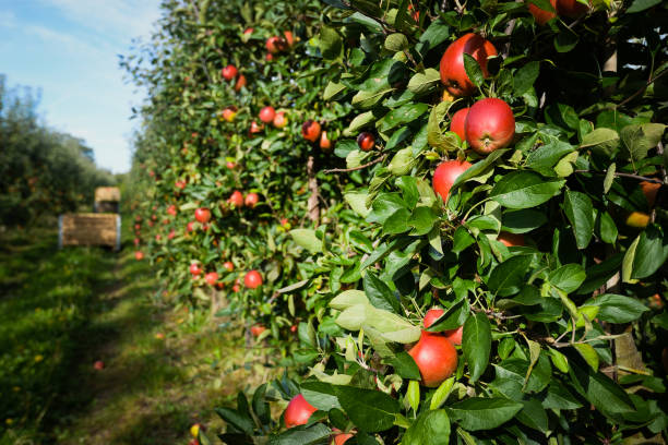 gros plan sur un bouquet de pommes rouges mûres sur un pommier dans un verger au moment de la récolte - orchard flower apple tree tree photos et images de collection