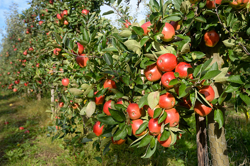 Closeup of lush bunch of ripe red apples in English orchard in the Kent countryside.