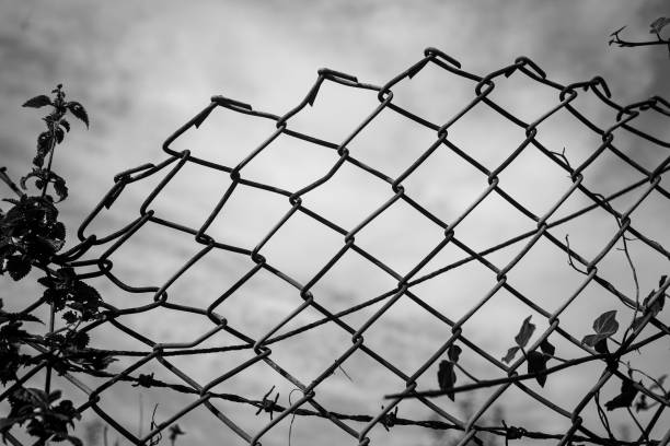 istock Barbed wire chain link metal fence 1350509848