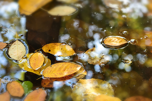 Golden colored autumn leaves have fallen into the lake and are floating on the water, seasonal nature background, copy space, selected focus, narrow depth of field