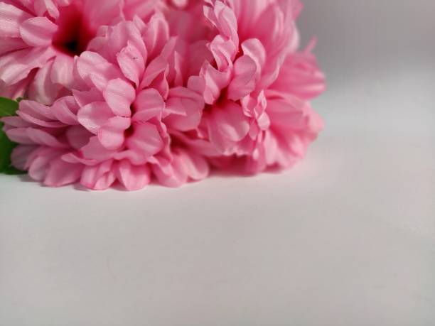 istock Pink chrysanthemums on a white background. Artificial flowers as a bouquet 1350512404