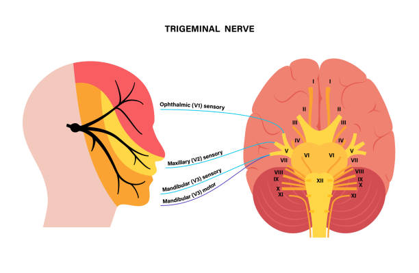 Trigeminal nerve diagram Trigeminal nerve diagram. Ganglion, ophthalmic, mandibular and maxillary nerves. Sensations to face, mucous membranes, and other structures of human head. Cranial nerves anatomical vector illustration neuralgia stock illustrations
