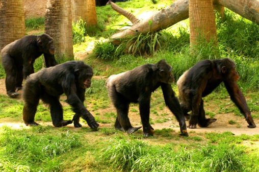 chimps marching in the zoo