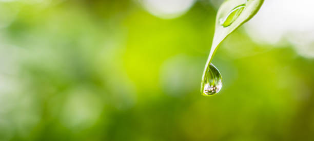 istock rain water drop on green leaf closeup natural background 1350512965