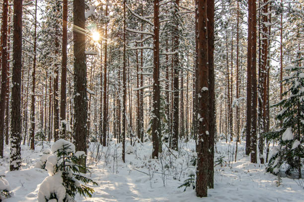 istock Winter forest. A snow-covered tree in the forest. 1350513559