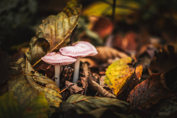 istock Mushrooms in the forest during a beautiful fall day 1350513689