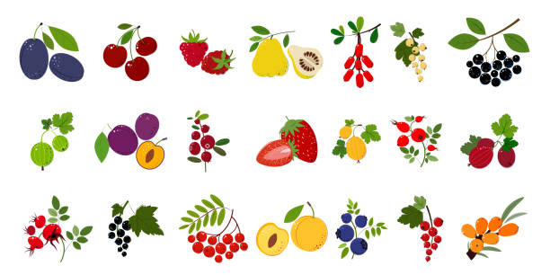 ilustraciones, imágenes clip art, dibujos animados e iconos de stock de juego de bayas y hojas. ciruela, cereza, frambuesa, grosella espinosa, membrillo, agracejo, espino cerval de mar, rowan, chokeberry, arándano, arándano, arándano, fresa, grosella, rosa mosqueta, grosella negra, grosella blanca. estilo plano. ilustració - gooseberry fruit bush green