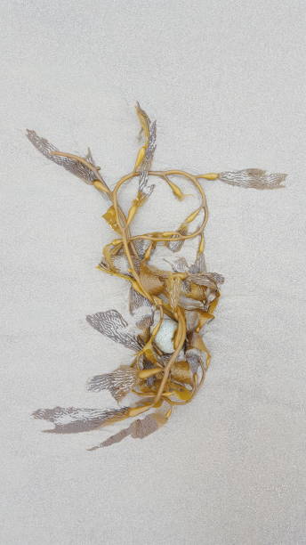 istock Sandy Seaweed On The Beach 1350513884