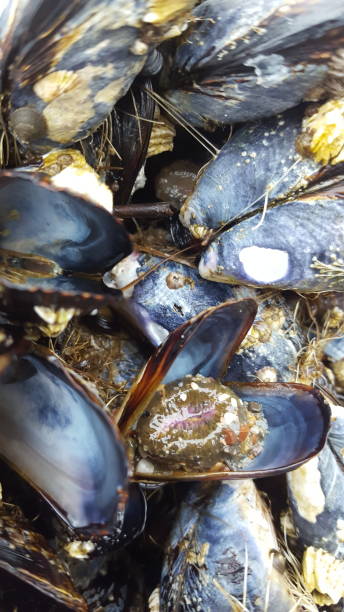 istock Salt Water Mussels With Barnacles 1350513886
