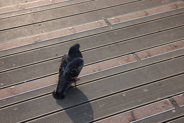 close up pigeons in the park