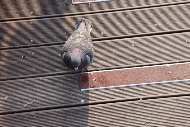 close up pigeons in the park