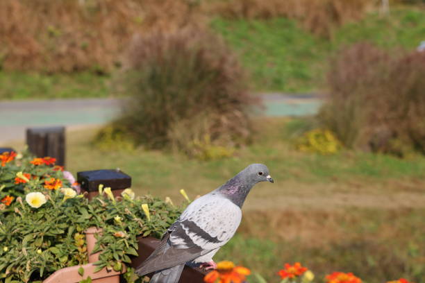 sitting pigeon in the park