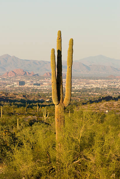 istock Cactus and the City 135051443