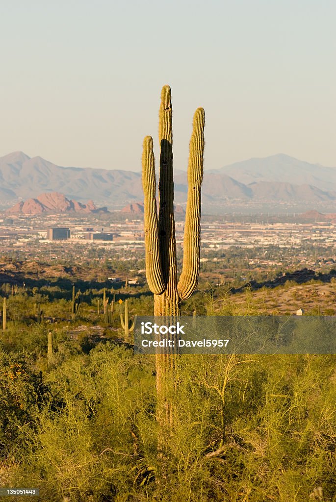 Кактус и город - Стоковые фото Аризона - Юго-запад США роялти-фри