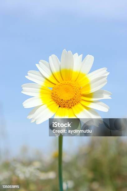 Photo libre de droit de Ciel Bleu Daisy Meadow banque d'images et plus d'images libres de droit de Anthémis - Anthémis, Beauté de la nature, Bleu