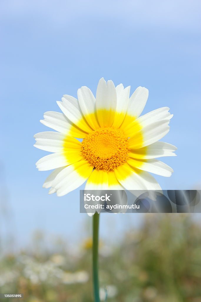 Céu azul flor meadow - Foto de stock de Azul royalty-free