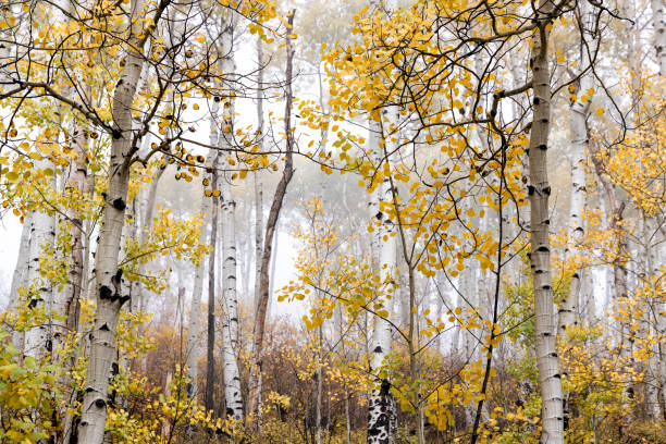 Amazing foggy morning  in Colorado Mountains. Fall