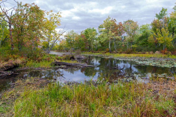 woodlands and marshes of missisquoi  refuge woodlands and marshes of missisquoi national wildlife refuge in northern vermont national wildlife reserve stock pictures, royalty-free photos & images