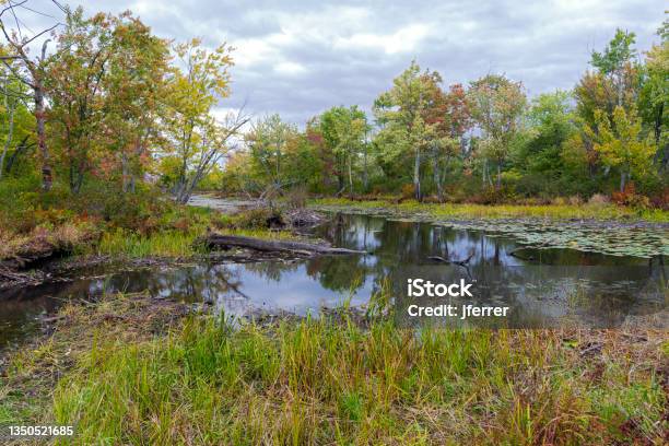 Woodlands And Marshes Of Missisquoi Refuge Stock Photo - Download Image Now - Bog, Color Image, Environment