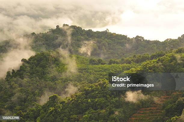 Photo libre de droit de Magnifiques Montagnes Brumeuses Tôt Le Matin banque d'images et plus d'images libres de droit de Admirer le paysage - Admirer le paysage, Agriculture, Ambiance - Événement