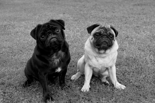 Black and white pug dogs pose on the grass. They are so different but at the same time so alike