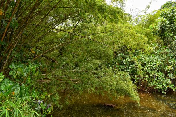 istock Marianne's River, Laundress, Trinidad 1350525385