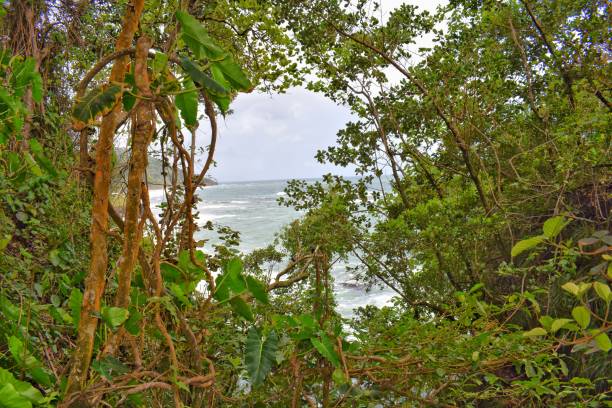 istock Oceanview from a Forest Hiking Trail, Blanchisseuse, Trinidad 1350525641