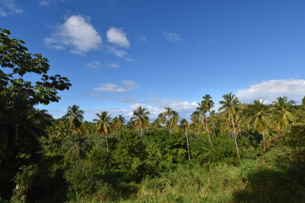 istock A Field of Coconut Trees in St. Vincent 1350527135